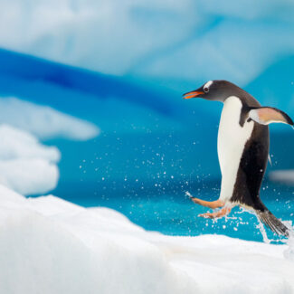 Penguin hopping out of the water