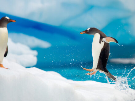 Penguin hopping out of the water