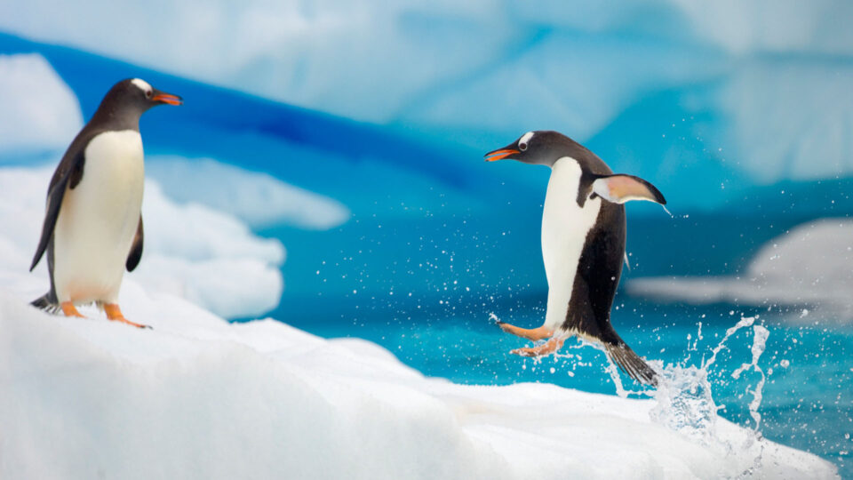 Penguin hopping out of the water