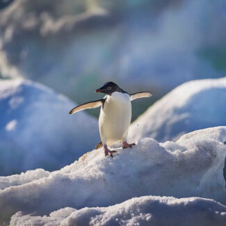 antarctic cruise deals