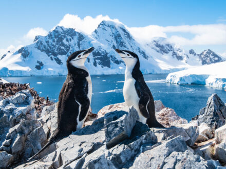 drake passage cruise