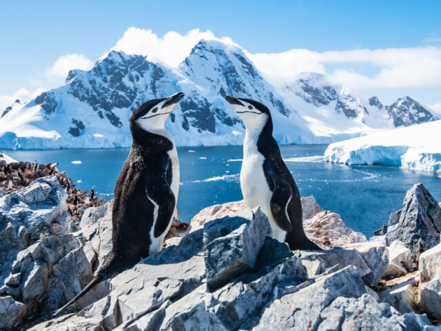 emperor penguin photo tours