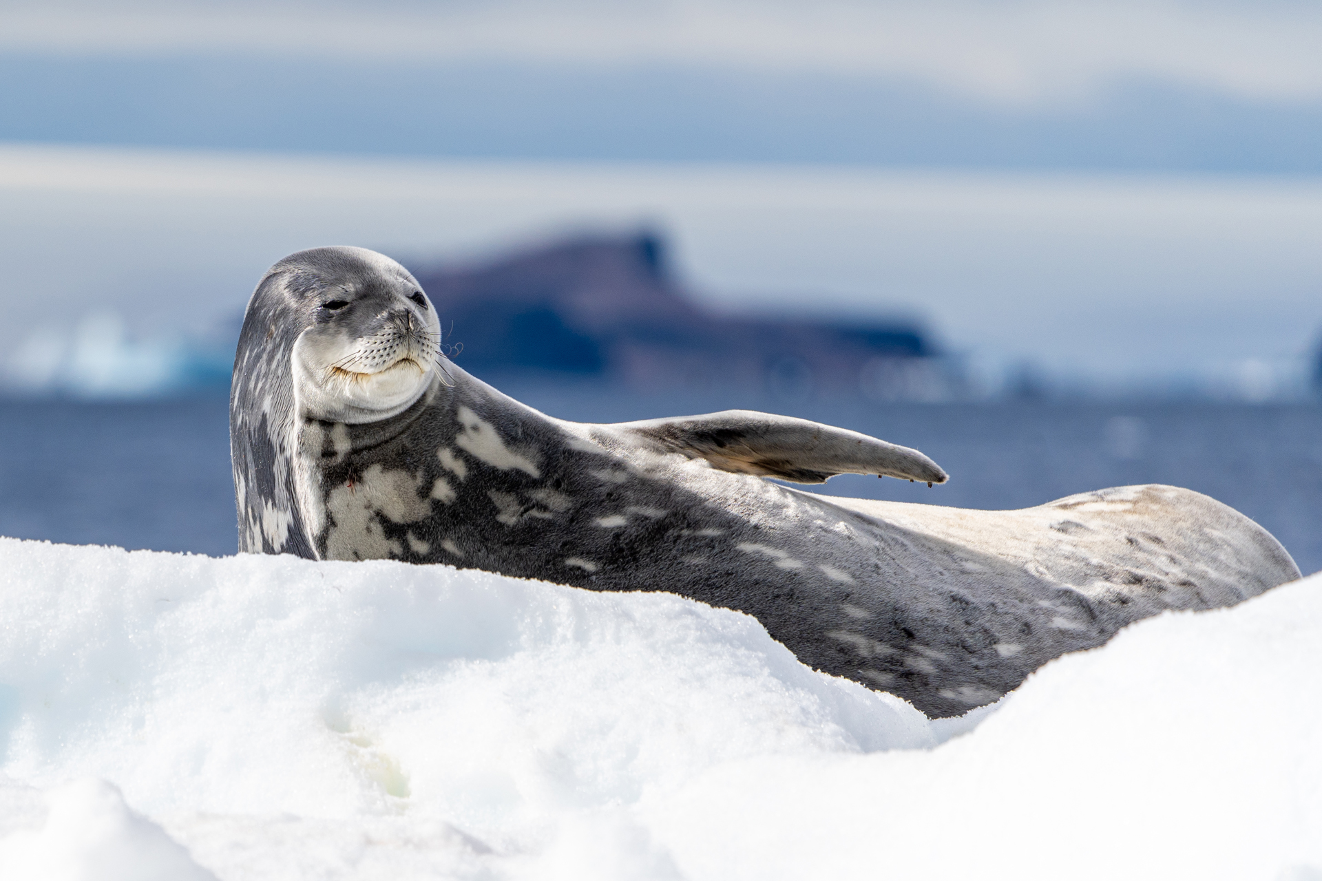 A Weddell seal with a speckled gray and white coat rests on a snowy ice floe, facing left with its head slightly raised, against a blurred background of dark water and land.