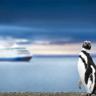 Penguin with a cruise ship in the background