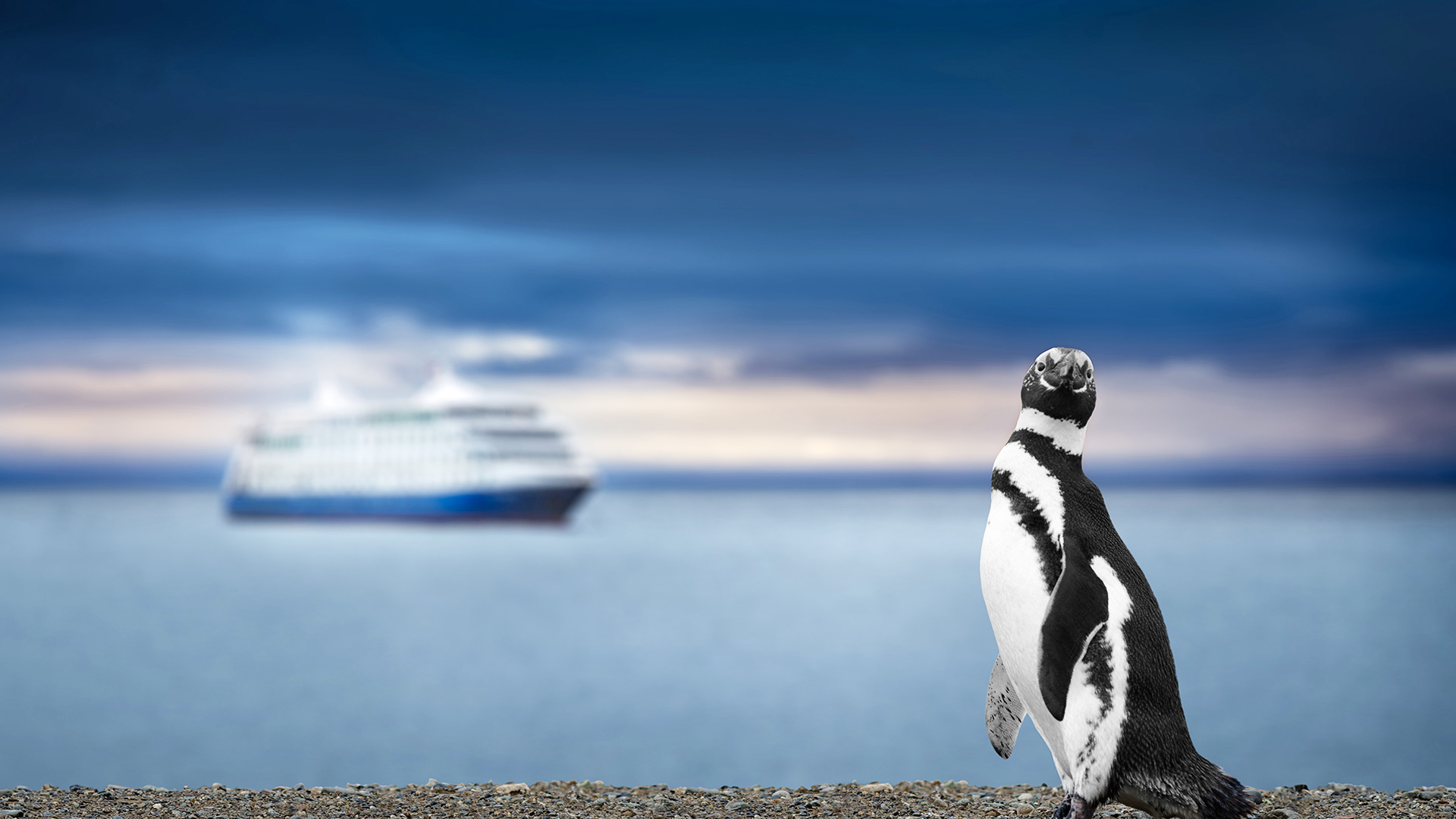 Penguin with a cruise ship in the background