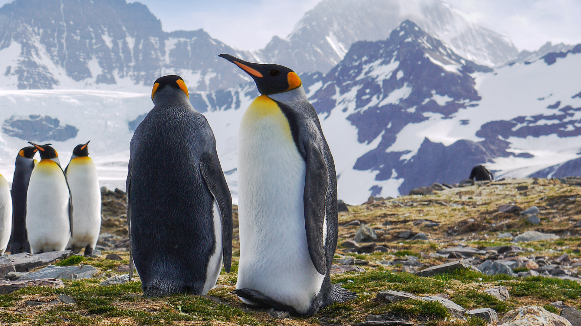 Pingüinos en la hierba