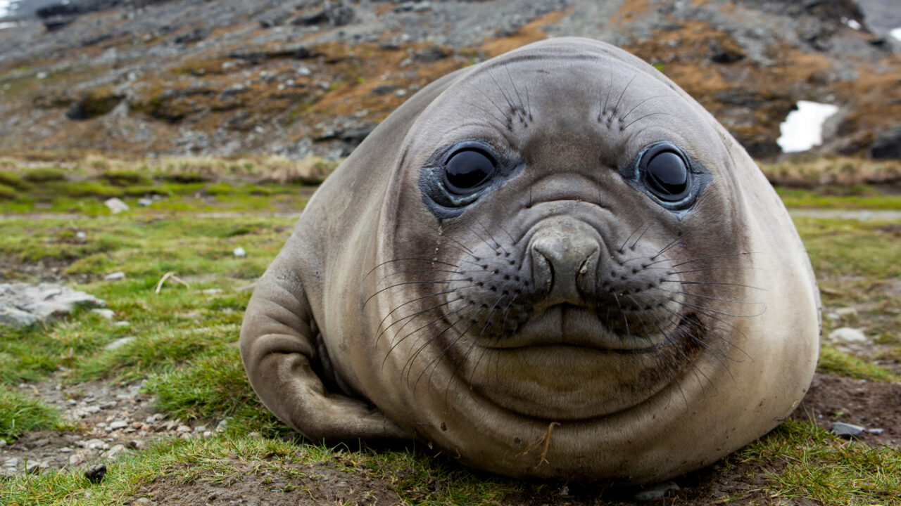 Elephant seal