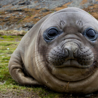 Elephant seal