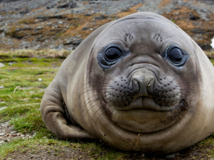 Elephant seal