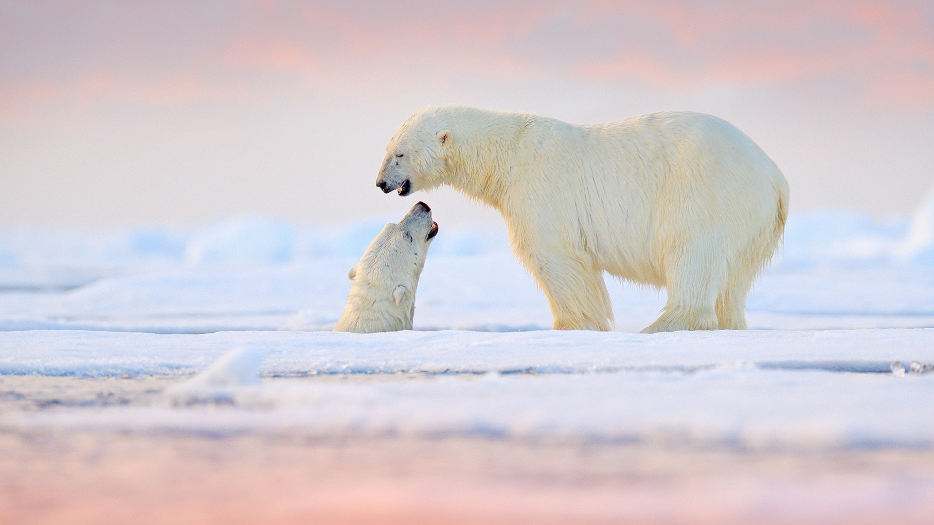 Two polar bears