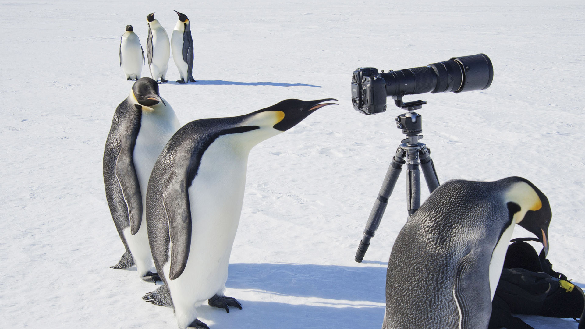 Penguins looking at the camera on the tripod