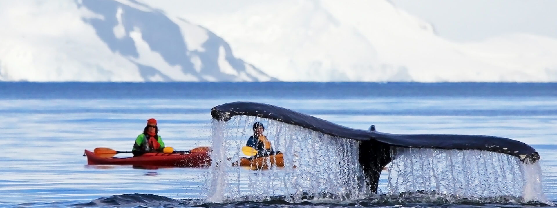 Humpback whale tail with kayak in the background