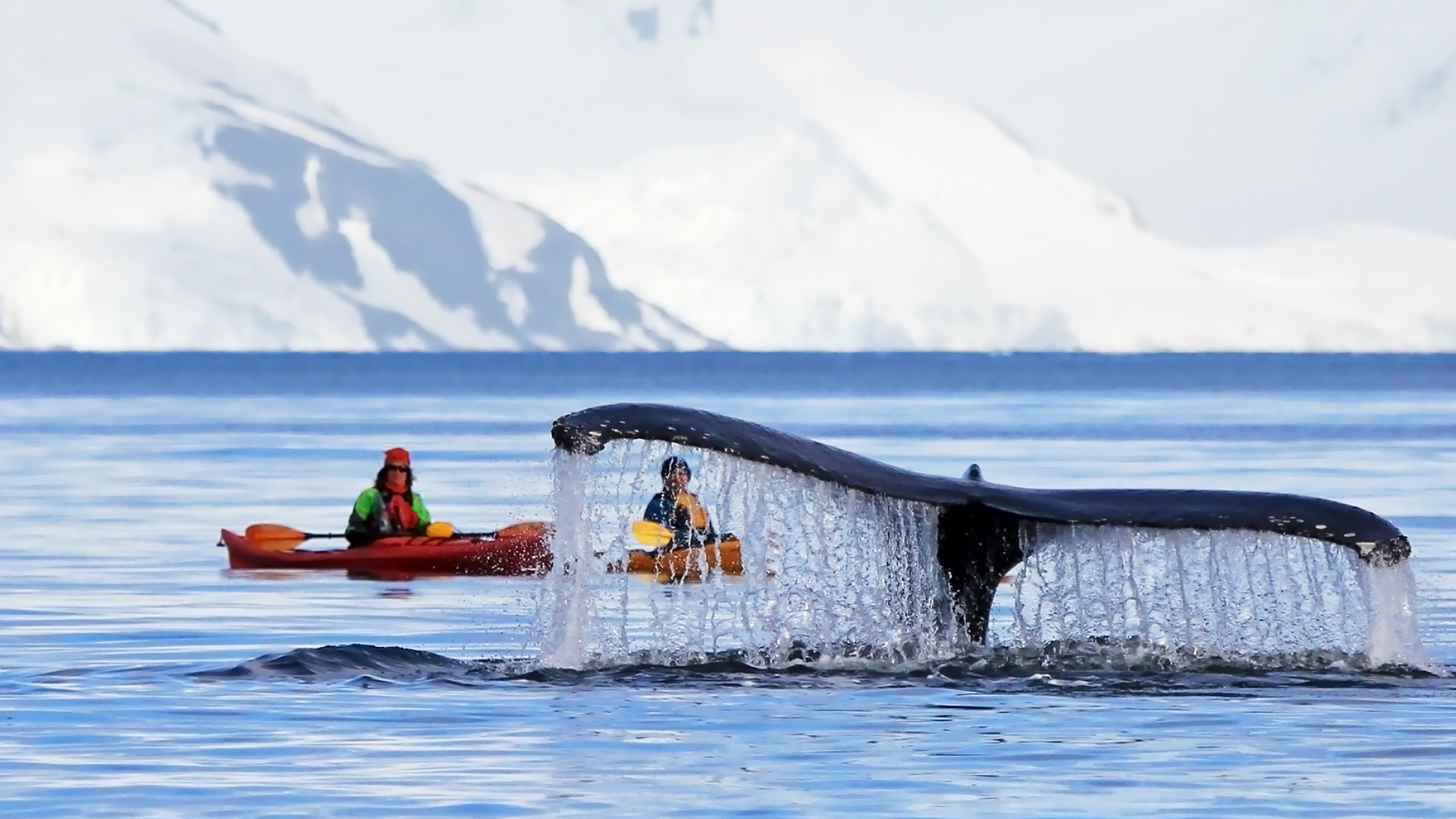 Cola de ballena jorobada con kayak al fondo