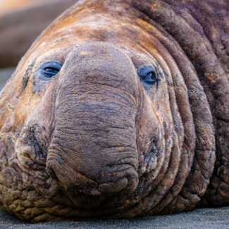 Elephant seal