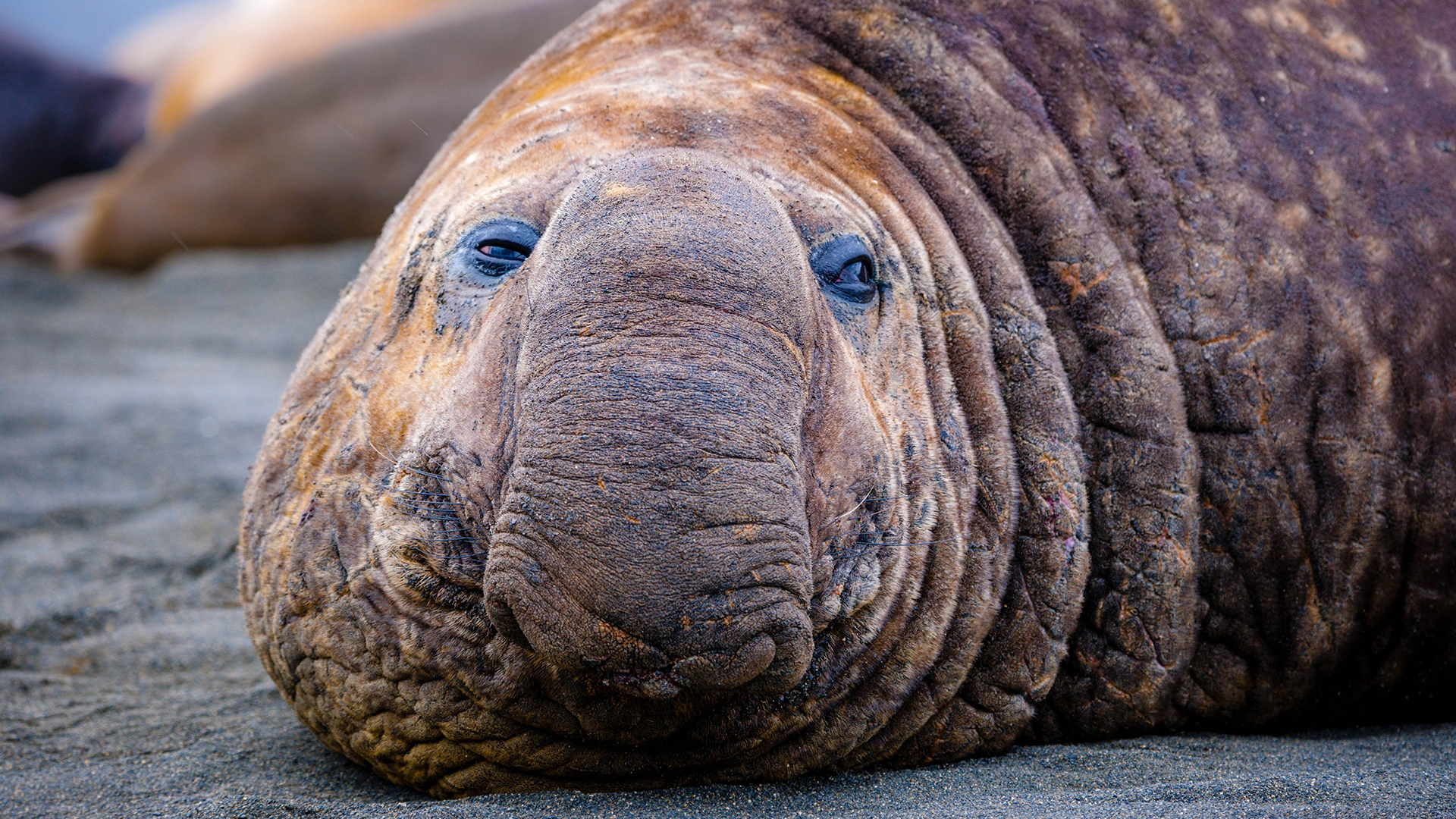 Elephant seal