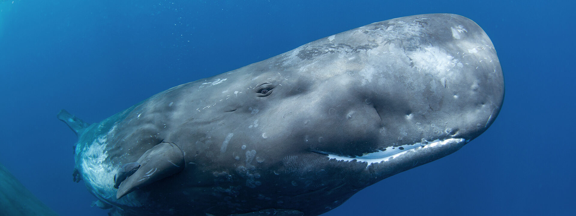 Whale under water