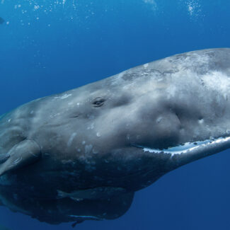 Whale under water