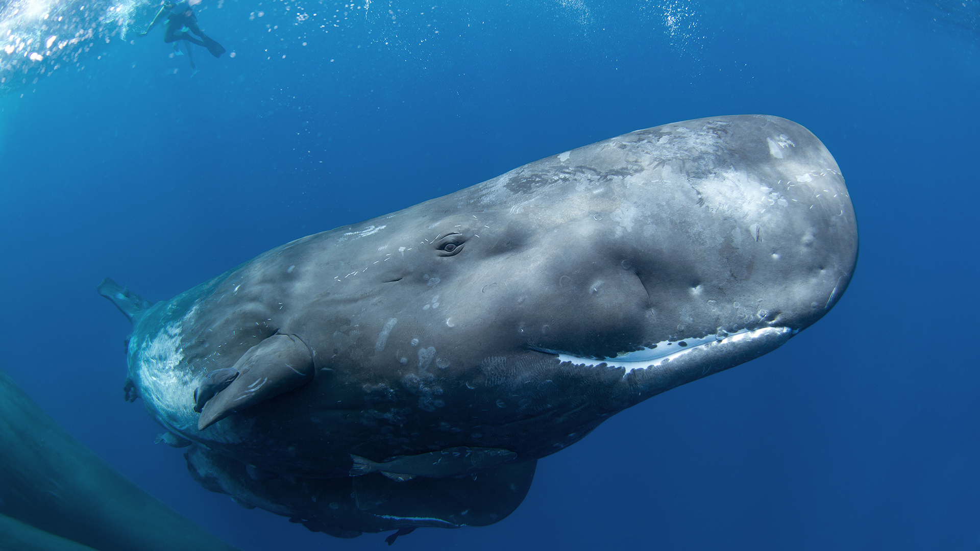 Ballena bajo el agua