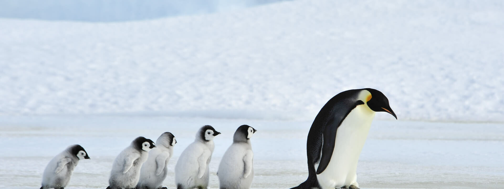 A train of emperor penguin chicks follow their father