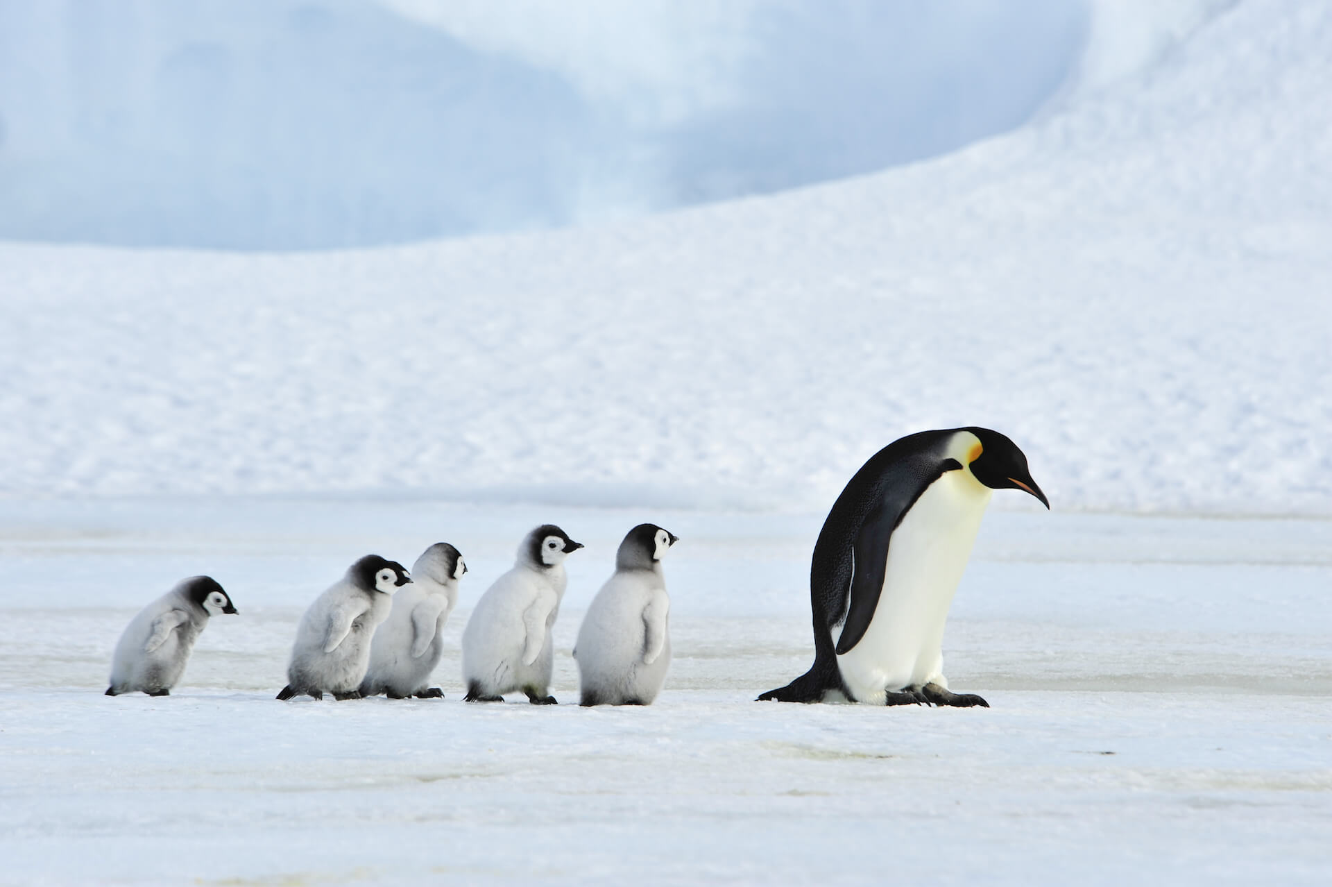 A train of emperor penguin chicks follow their father
