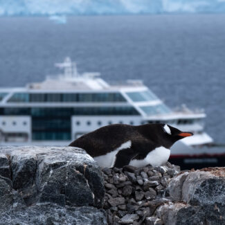 Cruise ship in the background, penguin in the front