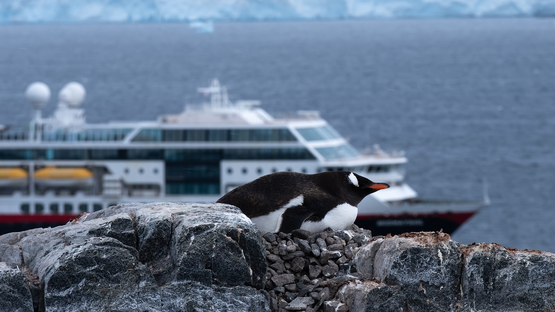 Cruise ship in the background, penguin in the front