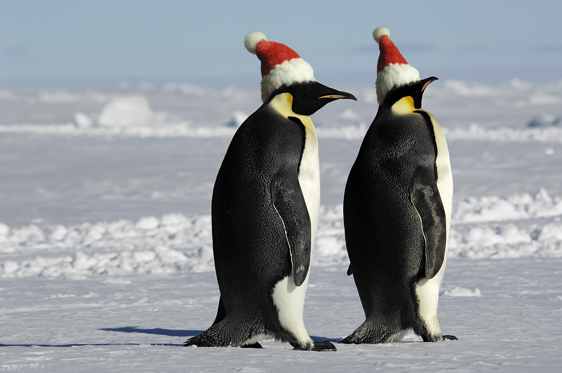 King Penguins with santa hats