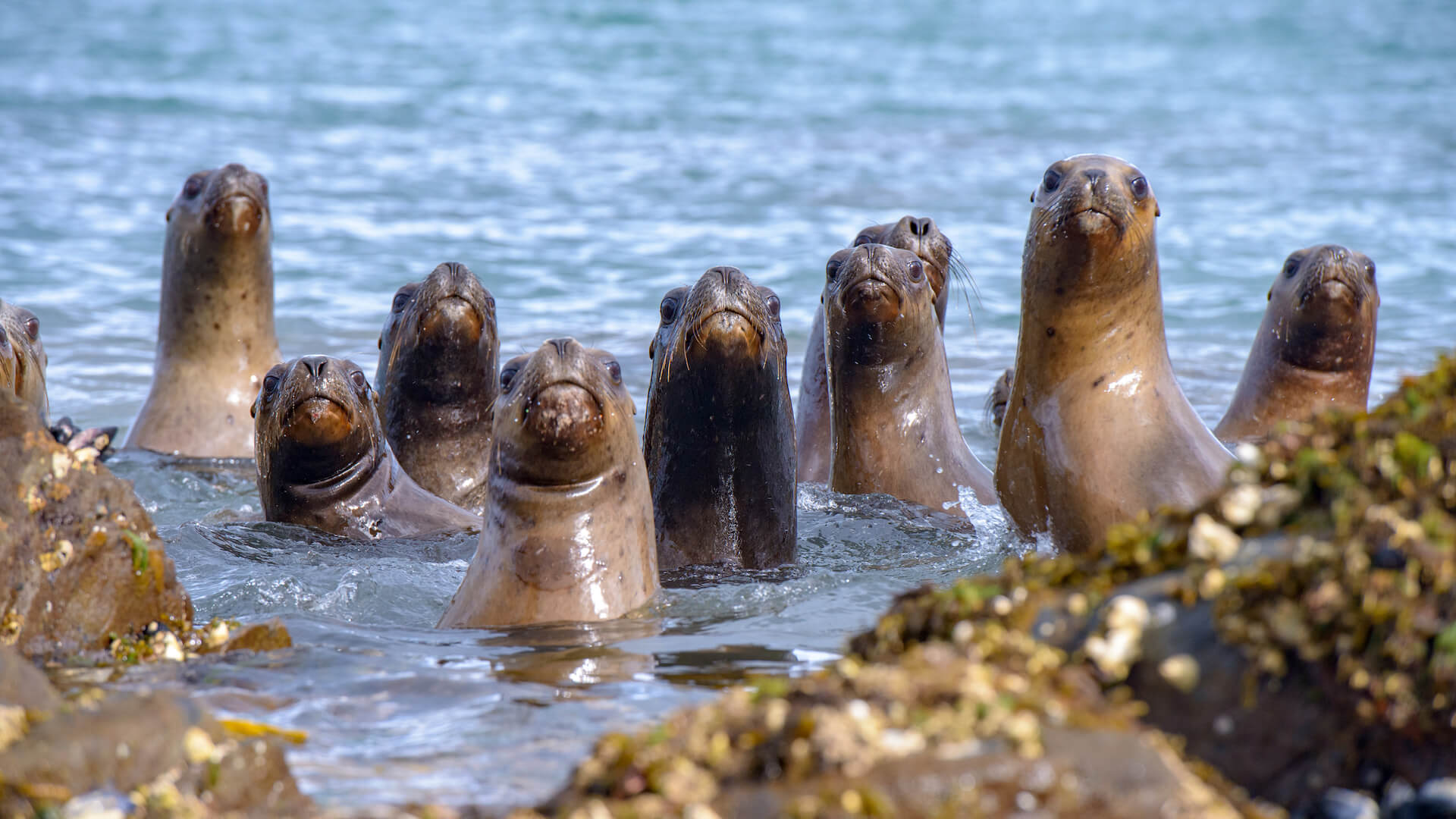 Sealions in Patagonia