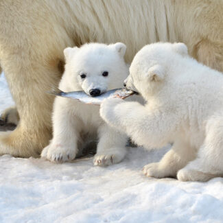 Two polar bear cubs playfully tug on a small fish in the snow near their mother's legs.