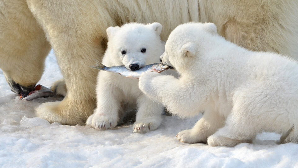 Two polar bear cubs playfully tug on a small fish in the snow near their mother's legs.