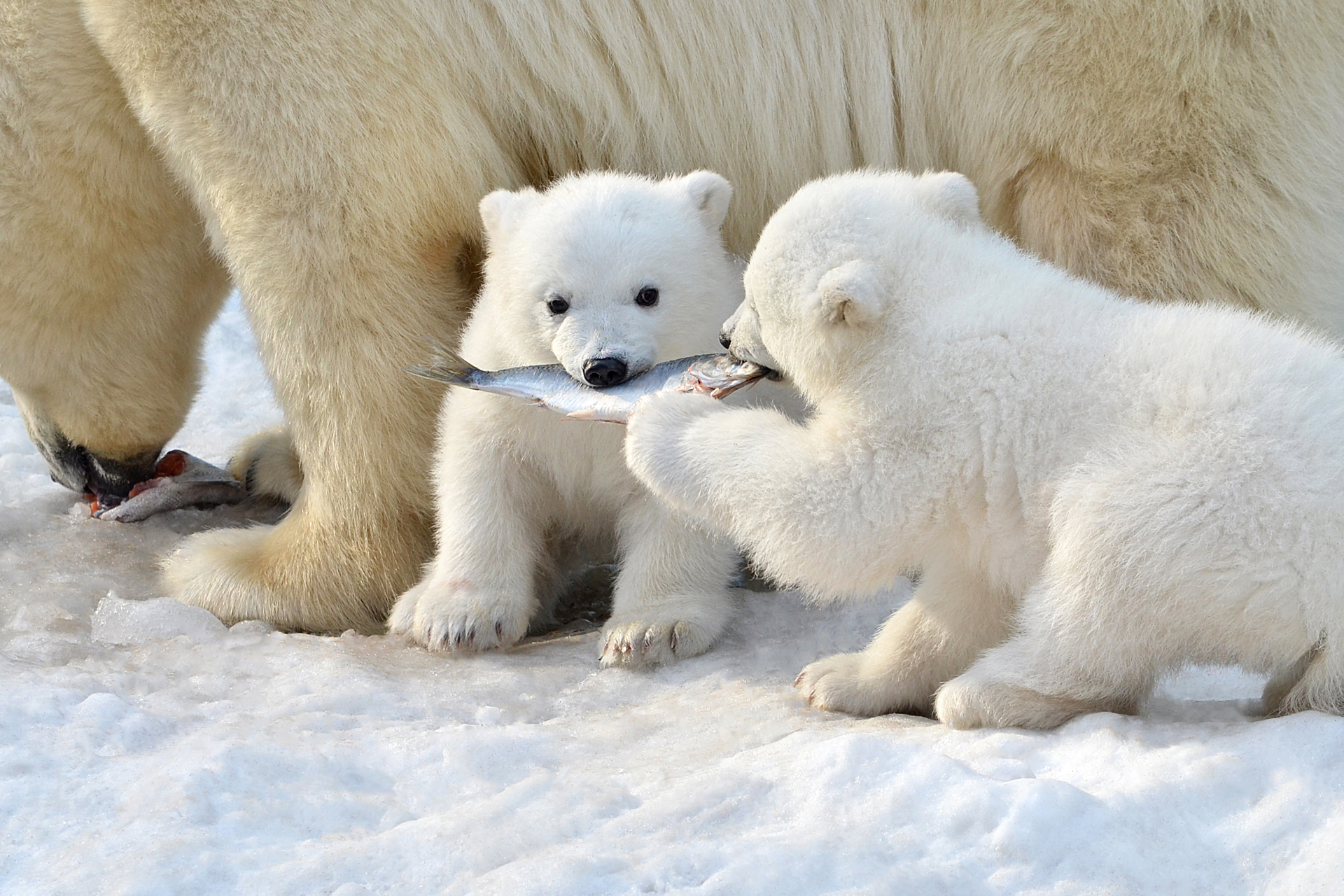 Dos cachorros de oso polar tiran juguetonamente de un pequeño pez en la nieve cerca de las piernas de su madre.