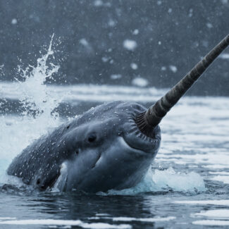 A narwhal, a grey whale with a long spiral tusk, surfaces in icy water with snow falling around it.