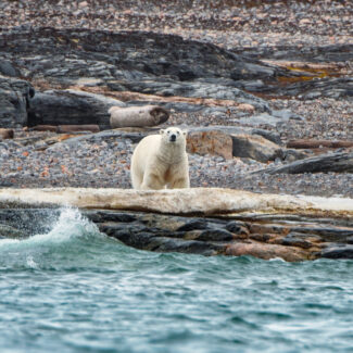 A polar bear stands on a rocky shoreline with a piece of driftwood, facing the viewer near the water's edge.