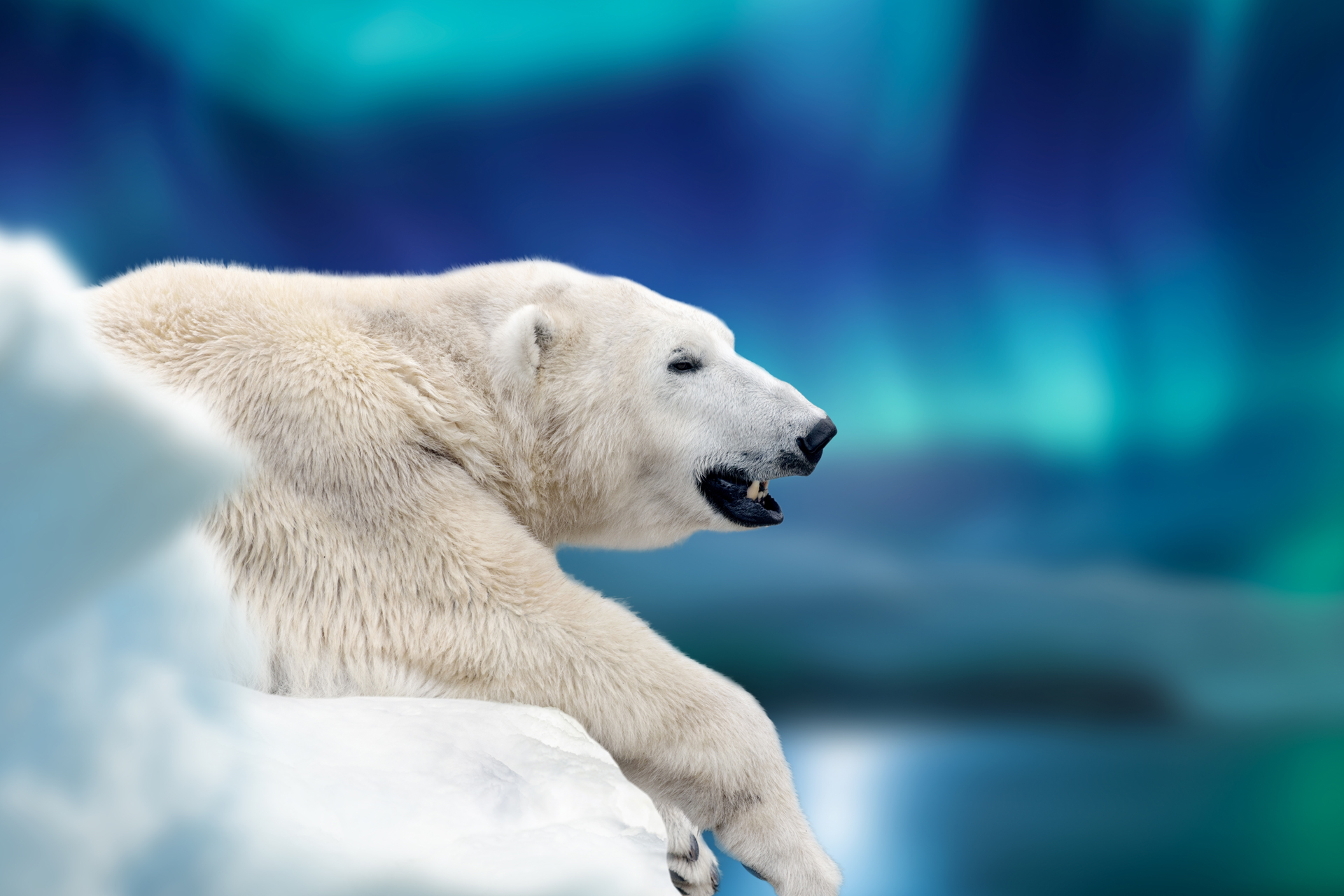 A polar bear with its mouth slightly open lies on a snowy surface against a blurred background of blue and teal hues resembling the aurora borealis.