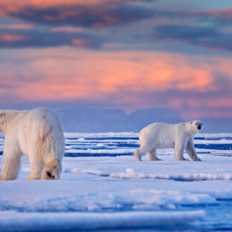 Dos osos polares caminan sobre hielo marino fragmentado con agua abierta visible entre los témpanos bajo un cielo colorido.