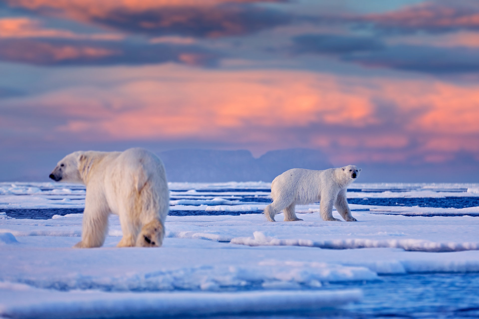 Two polar bears walk across fragmented sea ice with open water visible between the floes under a colorful sky.