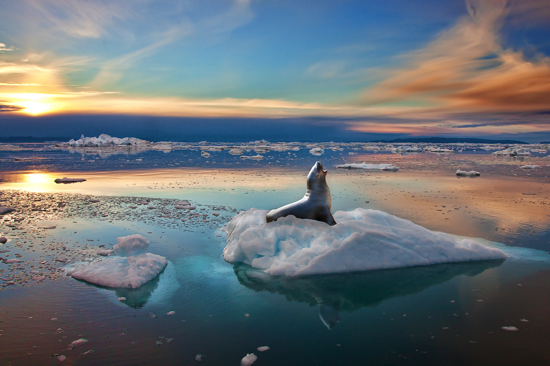 A light-colored seal sits on a small iceberg in calm water reflecting a colorful sunset with hues of orange, blue, and white.