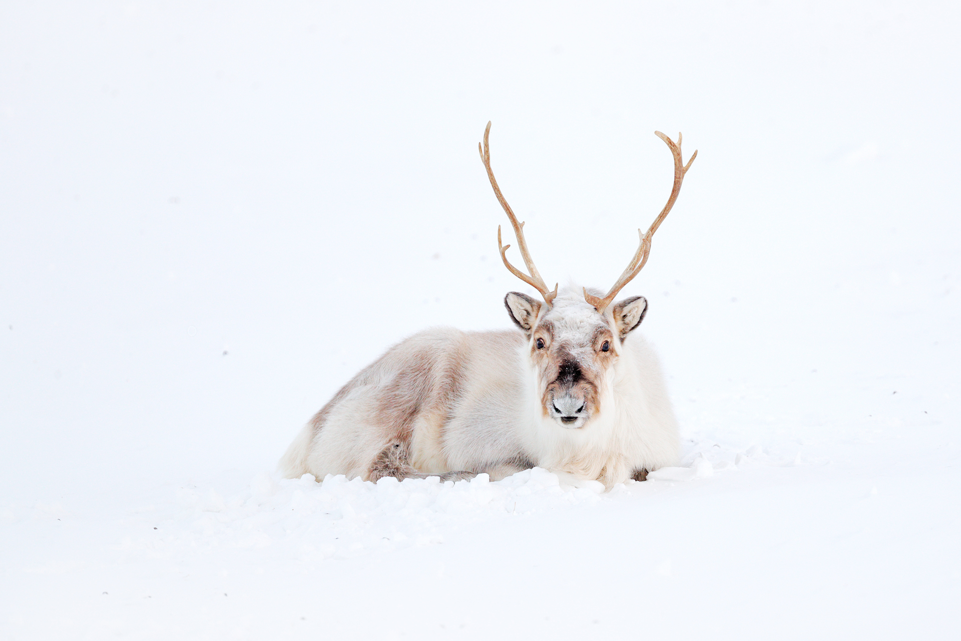 A light-colored reindeer with large antlers lies down in a vast expanse of white snow, looking directly at the camera.