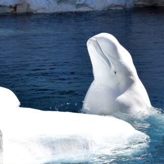 A white beluga whale with its head out of dark blue water, looking upwards, next to a white icy surface.