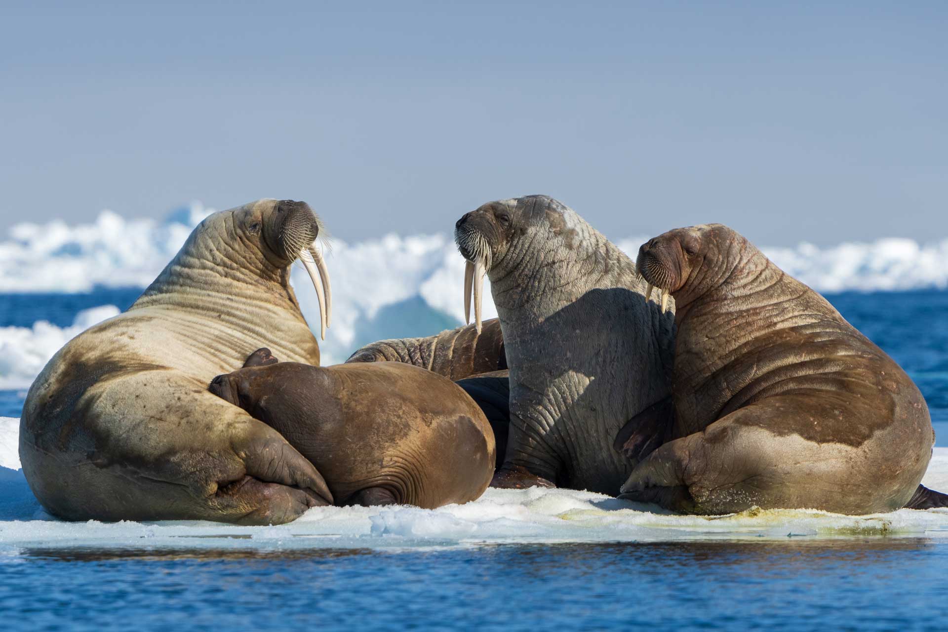 A group of walruses with long tusks rests together on a large chunk of floating sea ice.