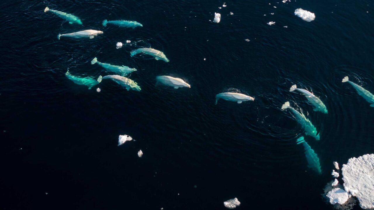 A drone shot of a pod of beluga whales swimming in a dark, cold ocean with chunks of floating ice.