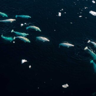 A drone shot of a pod of beluga whales swimming in a dark, cold ocean with chunks of floating ice.