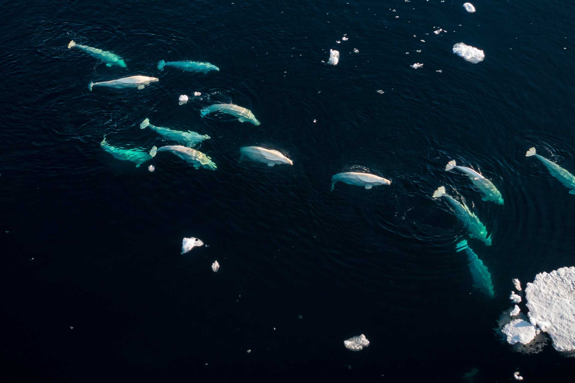 A drone shot of a pod of beluga whales swimming in a dark, cold ocean with chunks of floating ice.