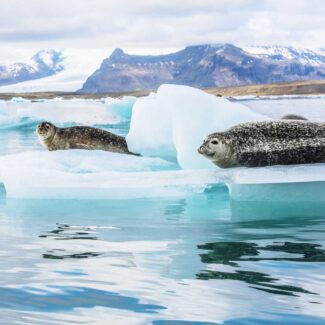 Dos focas de pelaje moteado descansan sobre trozos de hielo separados en un lago glaciar con montañas al fondo.