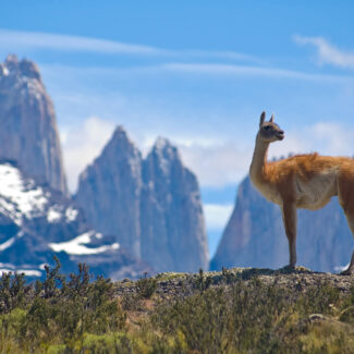 Guanaco en la Patagonia