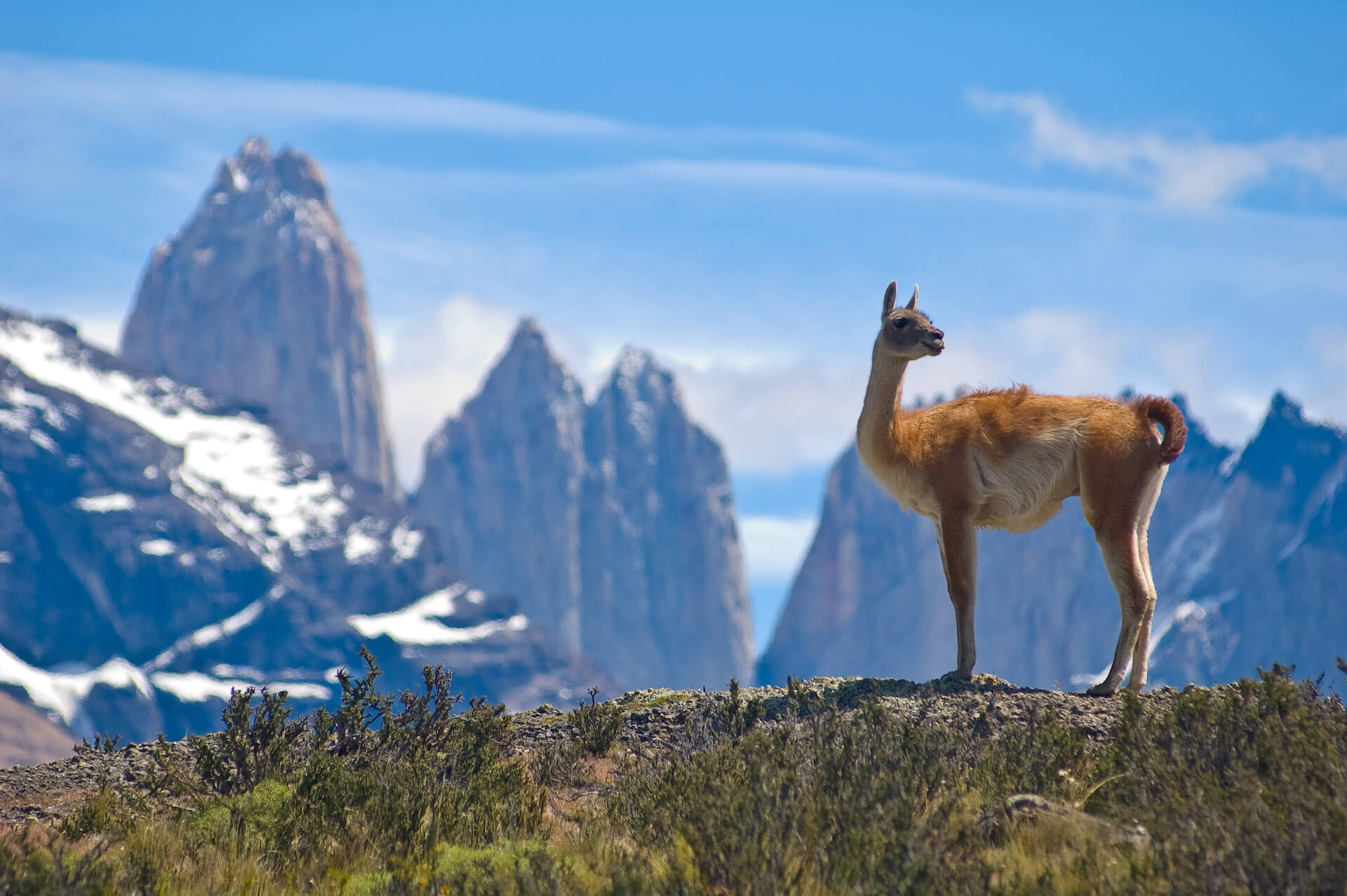 Guanaco In Patagonia
