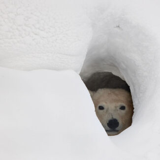 Polar bear taking shelter