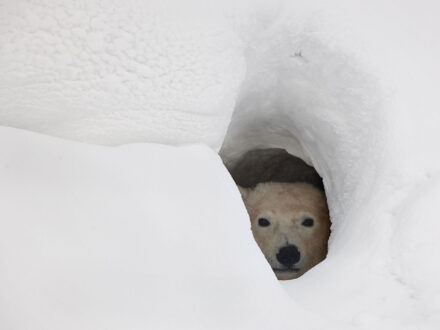 Polar bear taking shelter