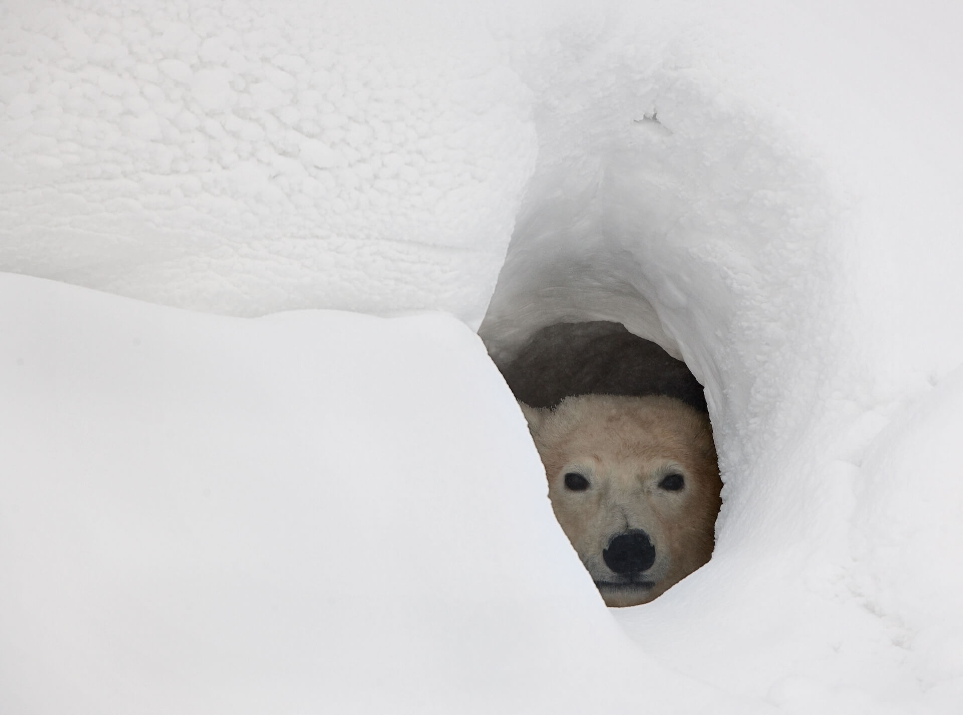 Polar bear taking shelter