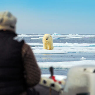 Polar bear watching